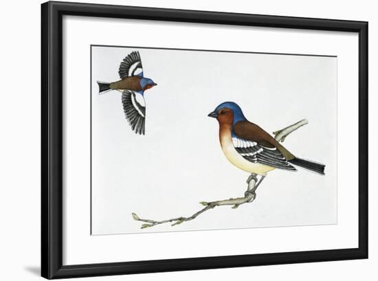 Chaffinch (Fringilla Coelebs), Fringillidae-null-Framed Giclee Print