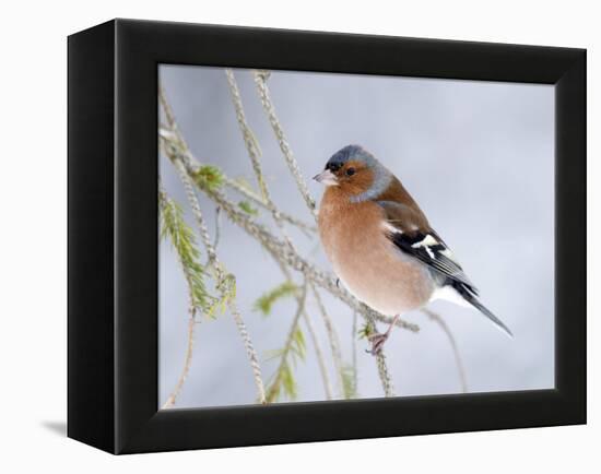 Chaffinch Perched in Pine Tree, Scotland, UK-Andy Sands-Framed Premier Image Canvas