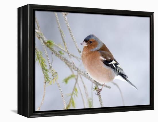 Chaffinch Perched in Pine Tree, Scotland, UK-Andy Sands-Framed Premier Image Canvas