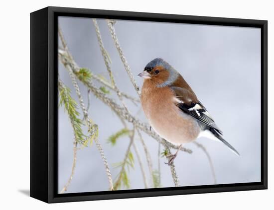 Chaffinch Perched in Pine Tree, Scotland, UK-Andy Sands-Framed Premier Image Canvas