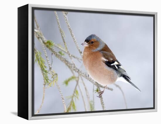 Chaffinch Perched in Pine Tree, Scotland, UK-Andy Sands-Framed Premier Image Canvas