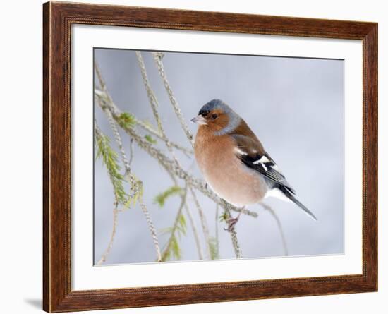 Chaffinch Perched in Pine Tree, Scotland, UK-Andy Sands-Framed Photographic Print