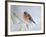 Chaffinch Perched in Pine Tree, Scotland, UK-Andy Sands-Framed Photographic Print