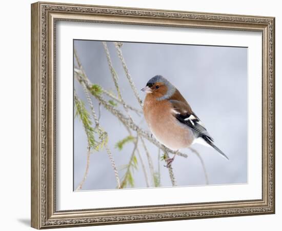 Chaffinch Perched in Pine Tree, Scotland, UK-Andy Sands-Framed Photographic Print