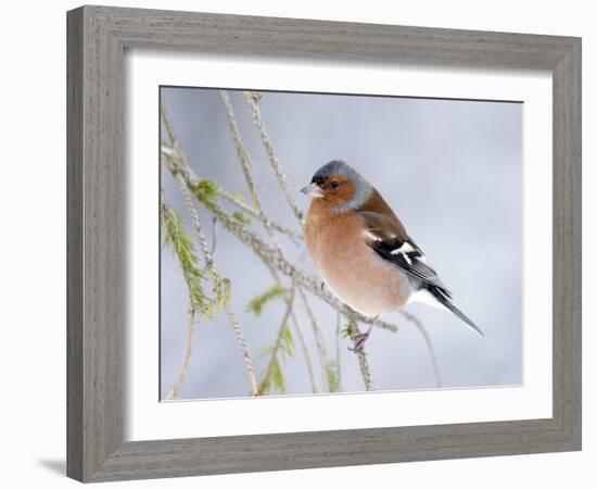 Chaffinch Perched in Pine Tree, Scotland, UK-Andy Sands-Framed Photographic Print