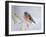 Chaffinch Perched in Pine Tree, Scotland, UK-Andy Sands-Framed Photographic Print