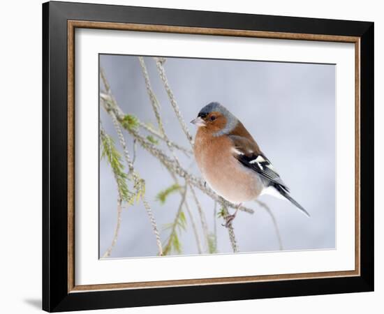 Chaffinch Perched in Pine Tree, Scotland, UK-Andy Sands-Framed Photographic Print