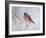Chaffinch Perched in Pine Tree, Scotland, UK-Andy Sands-Framed Photographic Print