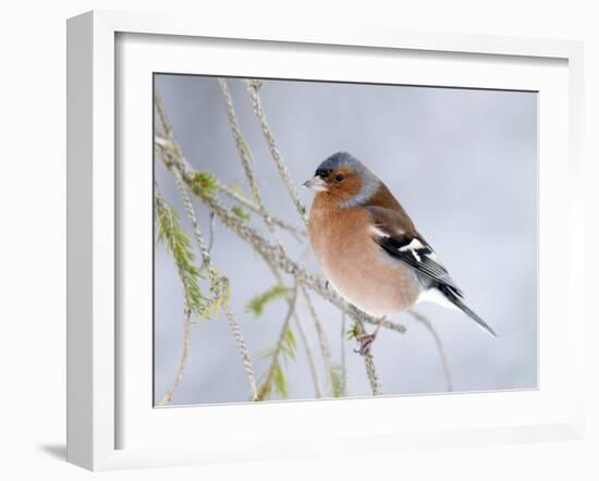 Chaffinch Perched in Pine Tree, Scotland, UK-Andy Sands-Framed Photographic Print