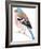 Chaffinch Sitting on a Tree Branch-Milovelen-Framed Art Print