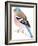 Chaffinch Sitting on a Tree Branch-Milovelen-Framed Art Print