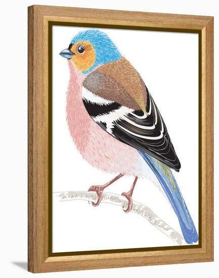 Chaffinch Sitting on a Tree Branch-Milovelen-Framed Stretched Canvas