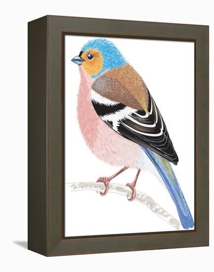 Chaffinch Sitting on a Tree Branch-Milovelen-Framed Stretched Canvas