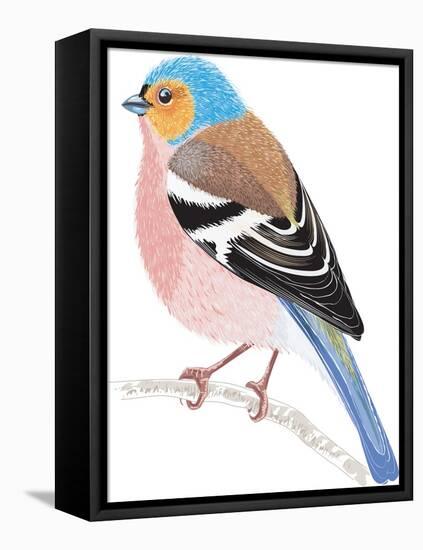 Chaffinch Sitting on a Tree Branch-Milovelen-Framed Stretched Canvas
