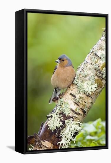 Chaffinch-Duncan Shaw-Framed Premier Image Canvas