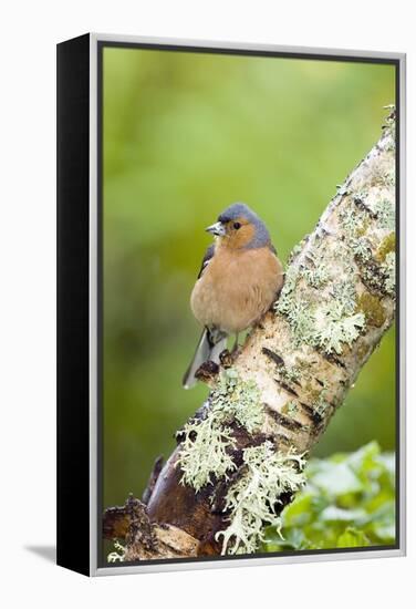 Chaffinch-Duncan Shaw-Framed Premier Image Canvas