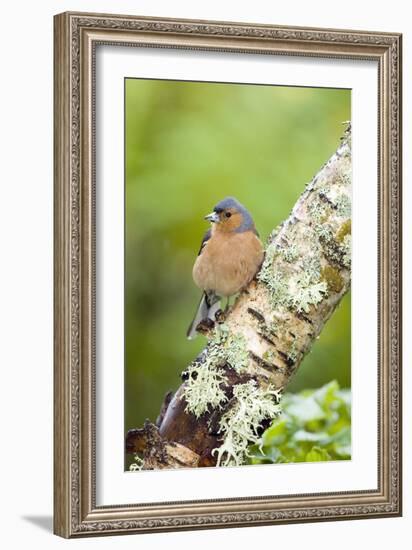 Chaffinch-Duncan Shaw-Framed Photographic Print