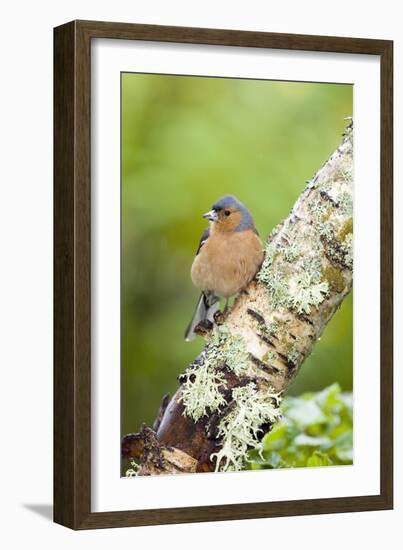 Chaffinch-Duncan Shaw-Framed Photographic Print