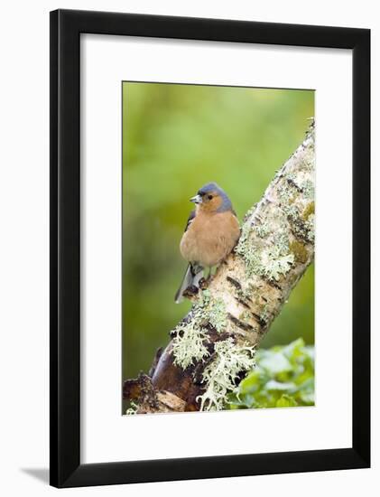 Chaffinch-Duncan Shaw-Framed Photographic Print