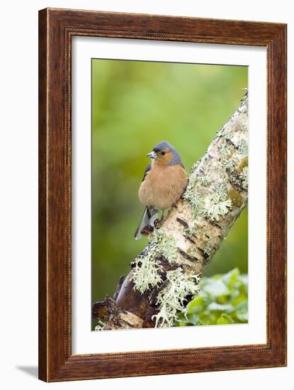 Chaffinch-Duncan Shaw-Framed Photographic Print