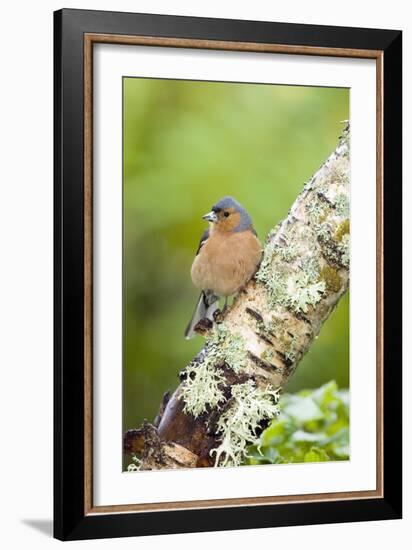 Chaffinch-Duncan Shaw-Framed Photographic Print