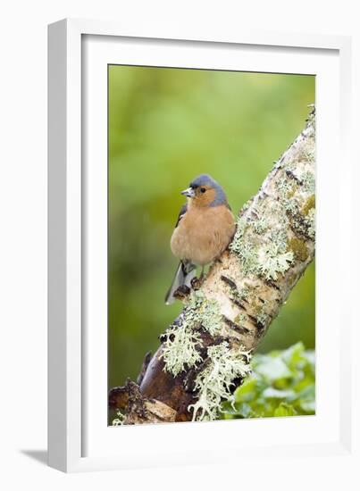 Chaffinch-Duncan Shaw-Framed Photographic Print