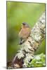 Chaffinch-Duncan Shaw-Mounted Photographic Print
