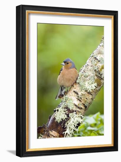 Chaffinch-Duncan Shaw-Framed Photographic Print