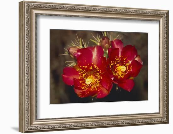 Chain-Fruit Cholla-DLILLC-Framed Photographic Print