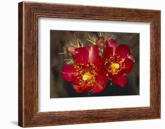 Chain-Fruit Cholla-DLILLC-Framed Photographic Print