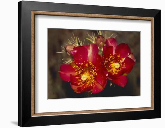 Chain-Fruit Cholla-DLILLC-Framed Photographic Print