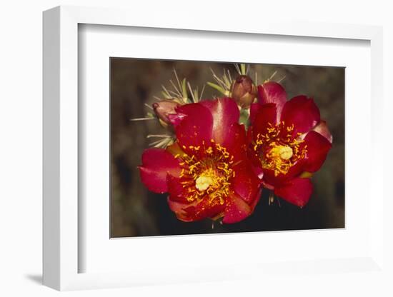 Chain-Fruit Cholla-DLILLC-Framed Photographic Print