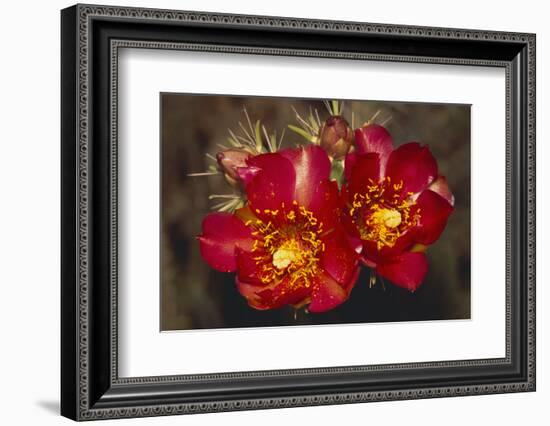 Chain-Fruit Cholla-DLILLC-Framed Photographic Print