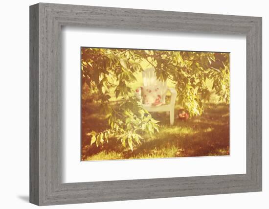 Chair Apples and a Book under a Tree-soupstock-Framed Photographic Print