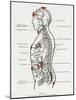 Chakras and Nervous System-CW Leadbeater-Mounted Photographic Print