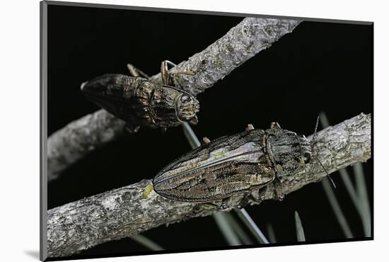 Chalcophora Mariana (Flatheaded Pine Borer )-Paul Starosta-Mounted Photographic Print
