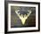 Chalet Style Gold Deer Antler-Markus Bleichner-Framed Art Print