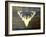 Chalet Style Gold Deer Antler-Markus Bleichner-Framed Art Print