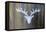 Chalet Style Silver Deer Antler-Markus Bleichner-Framed Stretched Canvas