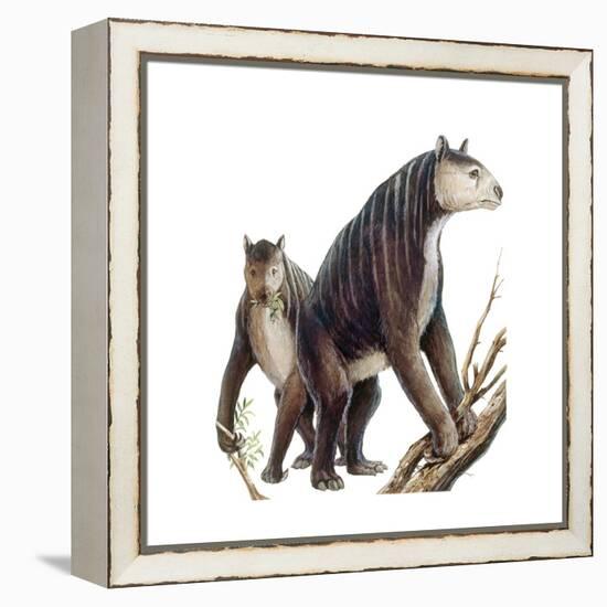 Chalicotherium Grande-null-Framed Stretched Canvas