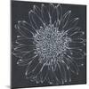 Chalk Bloom 2-Connor Adams-Mounted Art Print