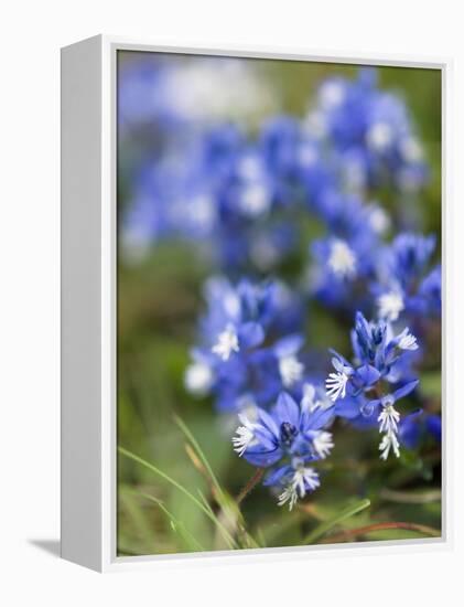 Chalk Milkwort (Polygala Calcarea)-Adrian Bicker-Framed Premier Image Canvas