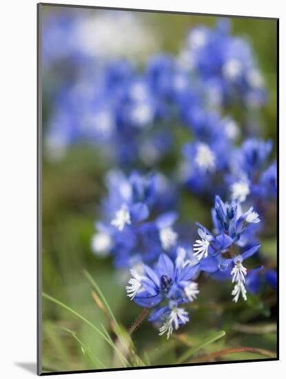 Chalk Milkwort (Polygala Calcarea)-Adrian Bicker-Mounted Photographic Print