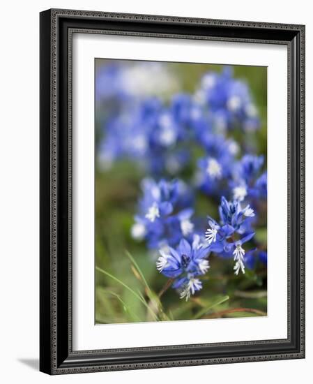 Chalk Milkwort (Polygala Calcarea)-Adrian Bicker-Framed Photographic Print