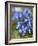 Chalk Milkwort (Polygala Calcarea)-Adrian Bicker-Framed Photographic Print