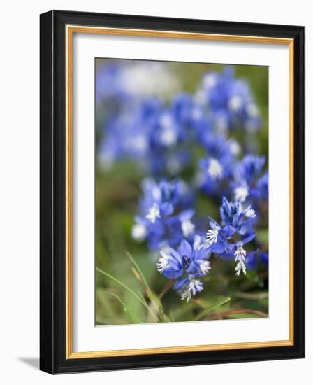 Chalk Milkwort (Polygala Calcarea)-Adrian Bicker-Framed Photographic Print