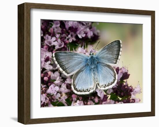 Chalkhill Blue Butterfly Male Feeding on Flowers of Marjoram, UK-Andy Sands-Framed Photographic Print