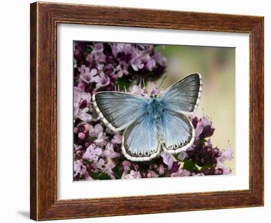 Chalkhill Blue Butterfly Male Feeding on Flowers of Marjoram, UK-Andy Sands-Framed Photographic Print