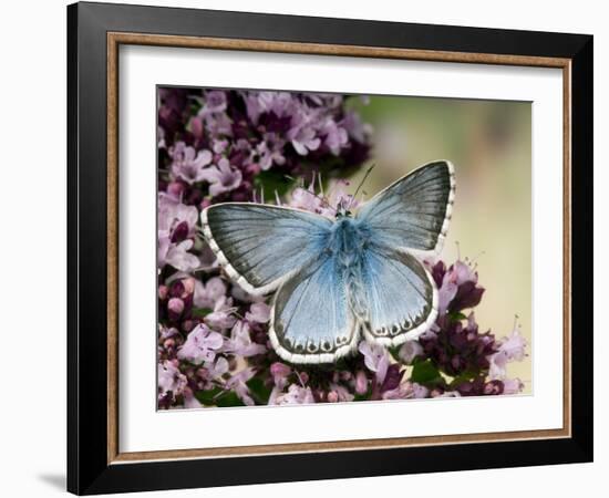 Chalkhill Blue Butterfly Male Feeding on Flowers of Marjoram, UK-Andy Sands-Framed Photographic Print