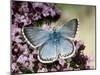Chalkhill Blue Butterfly Male Feeding on Flowers of Marjoram, UK-Andy Sands-Mounted Photographic Print